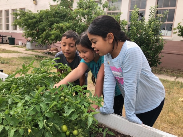 Students looking at their tomatoes trying to find ones to pick. 