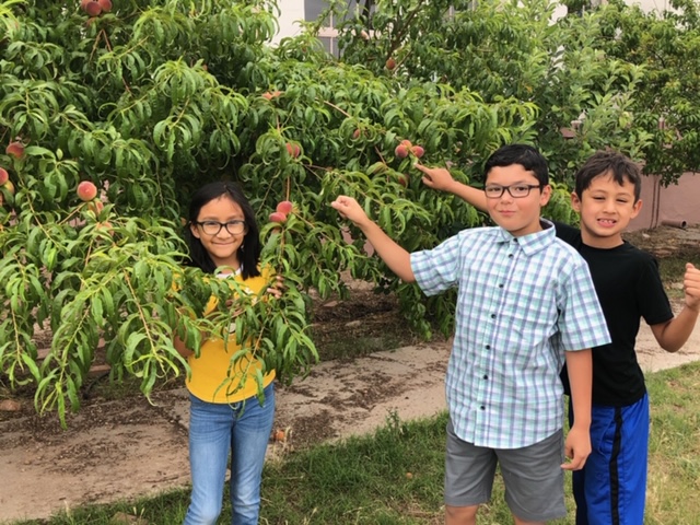 Students smiling and pointing at the fruit on their tree